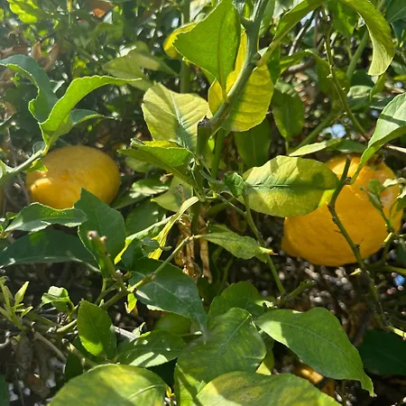 别墅 Casa Lilly-rose, A Beautiful 3 Bedroom Detached A Short Walk To The Plaza & Golf Course